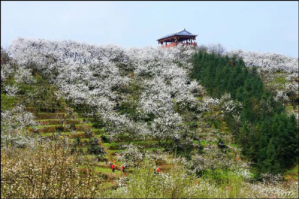 【春天，广西桂林灌阳县向您发出邀请！】我们在灌阳看梨花 - 游山玩水 - 白银生活社区 - 白银28生活网 by.28life.net
