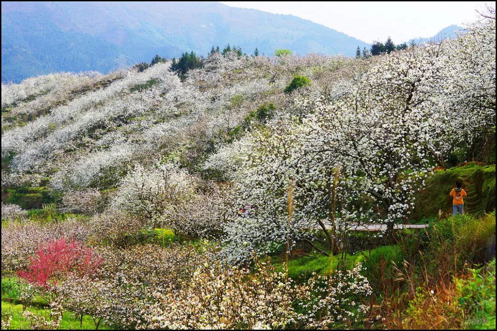 【春天，广西桂林灌阳县向您发出邀请！】我们在灌阳看梨花 - 游山玩水 - 白银生活社区 - 白银28生活网 by.28life.net