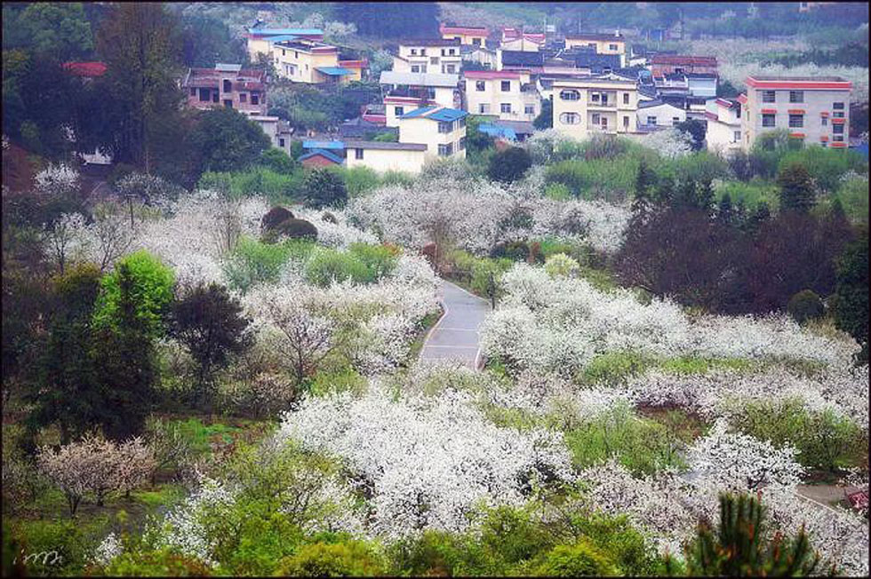 【春天，广西桂林灌阳县向您发出邀请！】我们在灌阳看梨花 - 游山玩水 - 白银生活社区 - 白银28生活网 by.28life.net