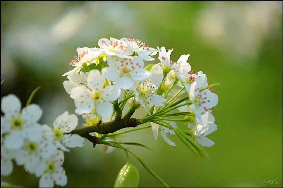 【春天，广西桂林灌阳县向您发出邀请！】我们在灌阳看梨花 - 游山玩水 - 白银生活社区 - 白银28生活网 by.28life.net