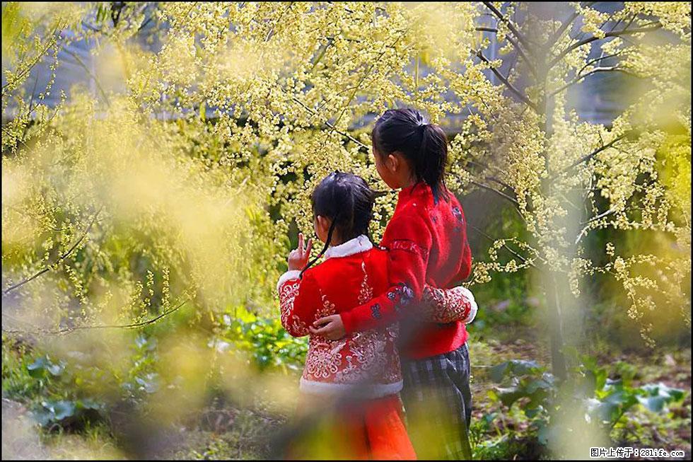 【春天，广西桂林灌阳县向您发出邀请！】米珠山前有片山苍子花在飘香 - 游山玩水 - 白银生活社区 - 白银28生活网 by.28life.net