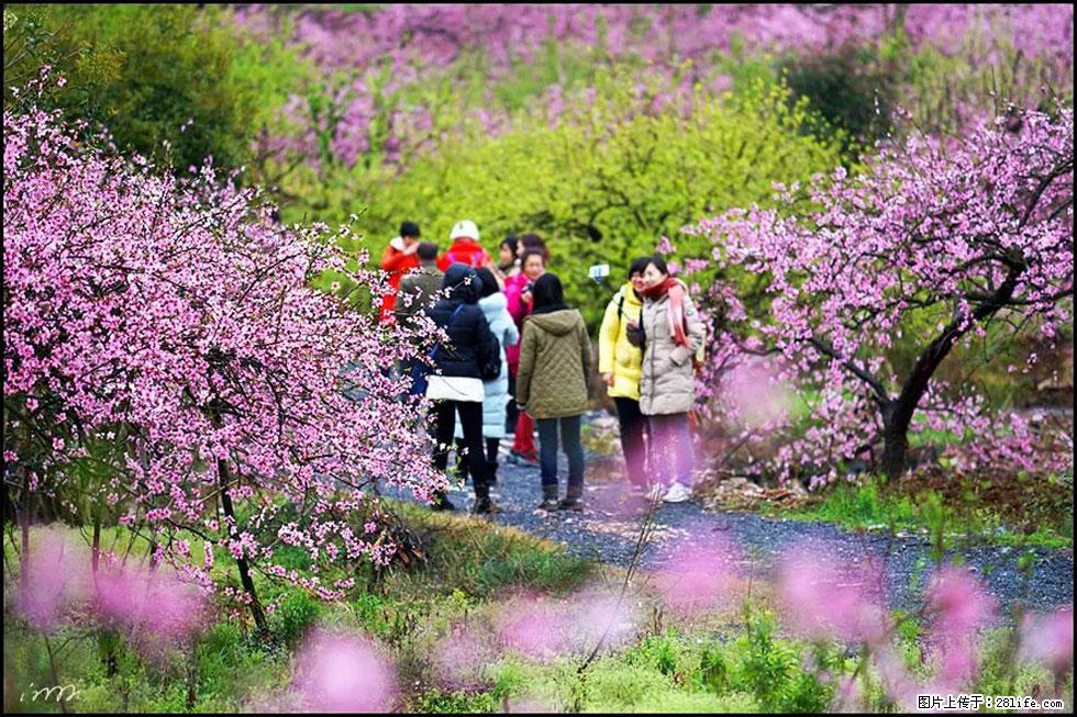 【春天，广西桂林灌阳县向您发出邀请！】官庄村有个醉美的桃花园 - 游山玩水 - 白银生活社区 - 白银28生活网 by.28life.net