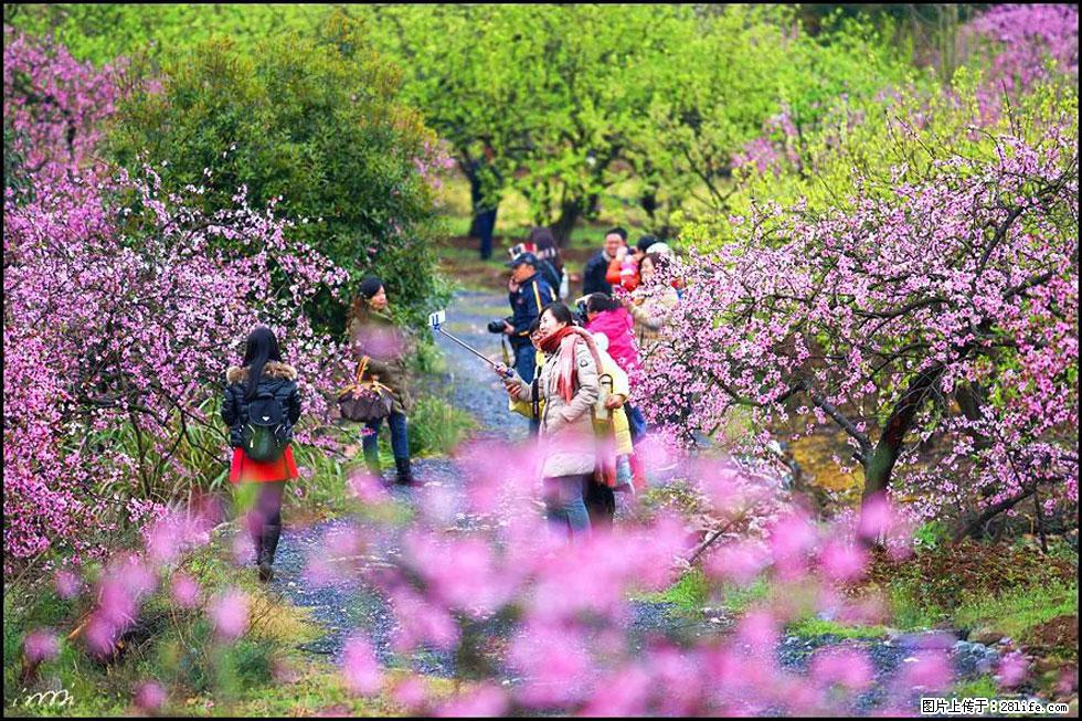 【春天，广西桂林灌阳县向您发出邀请！】官庄村有个醉美的桃花园 - 游山玩水 - 白银生活社区 - 白银28生活网 by.28life.net