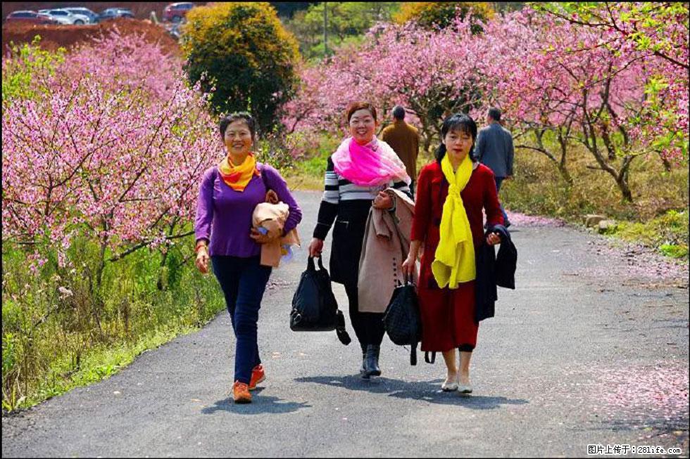 【春天，广西桂林灌阳县向您发出邀请！】官庄村有个醉美的桃花园 - 游山玩水 - 白银生活社区 - 白银28生活网 by.28life.net