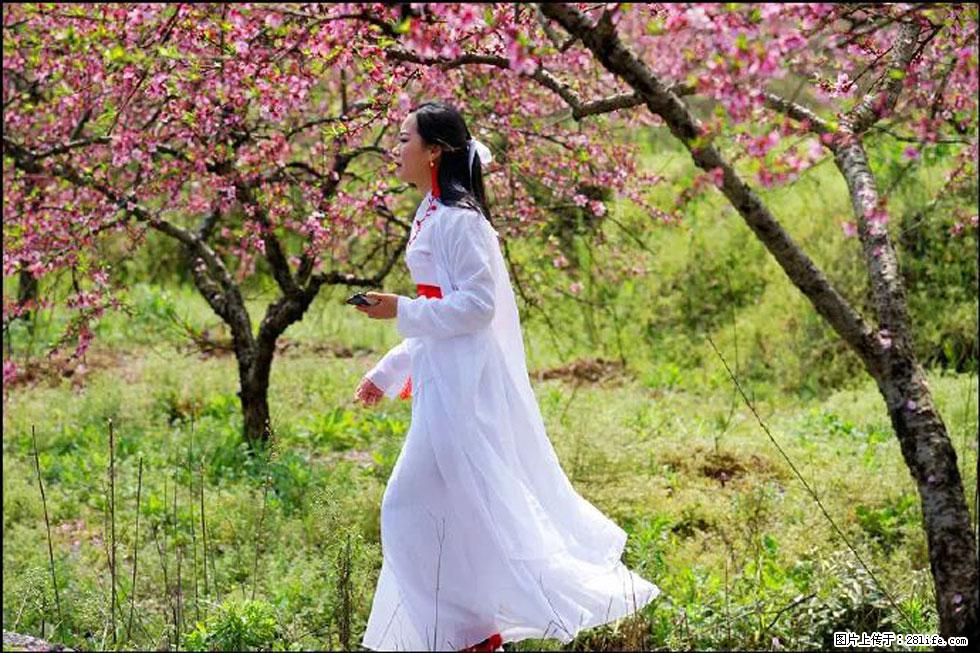 【春天，广西桂林灌阳县向您发出邀请！】官庄村有个醉美的桃花园 - 游山玩水 - 白银生活社区 - 白银28生活网 by.28life.net