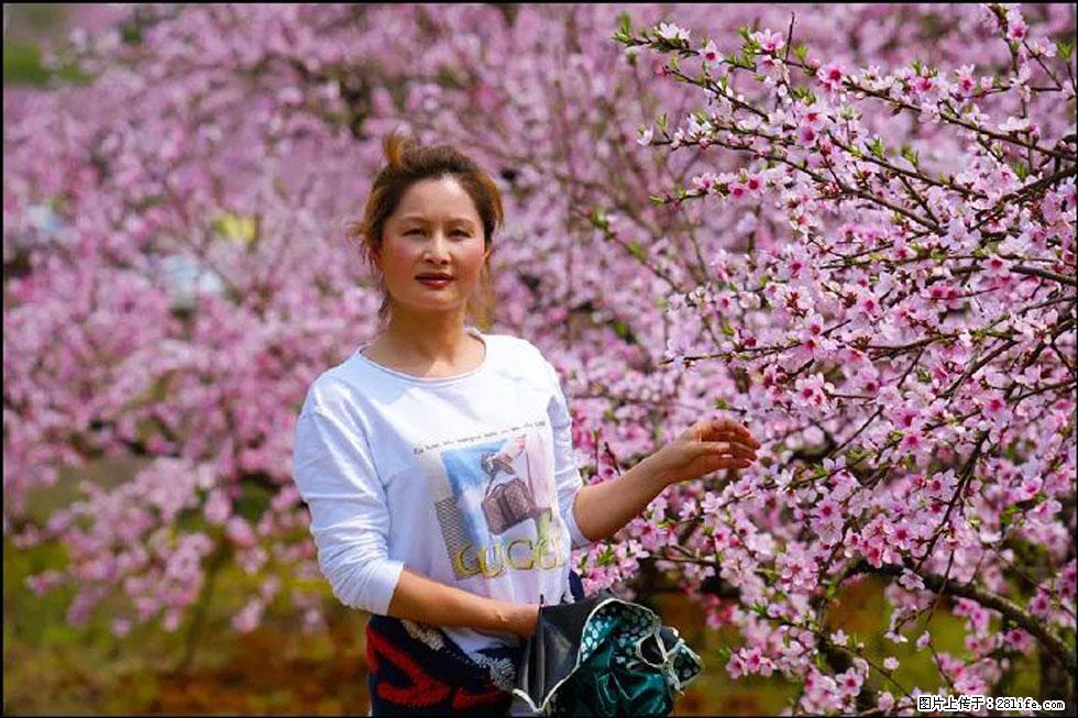 【春天，广西桂林灌阳县向您发出邀请！】官庄村有个醉美的桃花园 - 游山玩水 - 白银生活社区 - 白银28生活网 by.28life.net