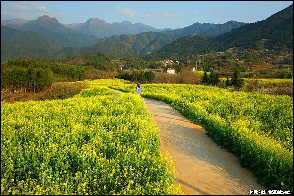 【春天，广西桂林灌阳县向您发出邀请！】长坪村油菜盛情花开 - 游山玩水 - 白银生活社区 - 白银28生活网 by.28life.net