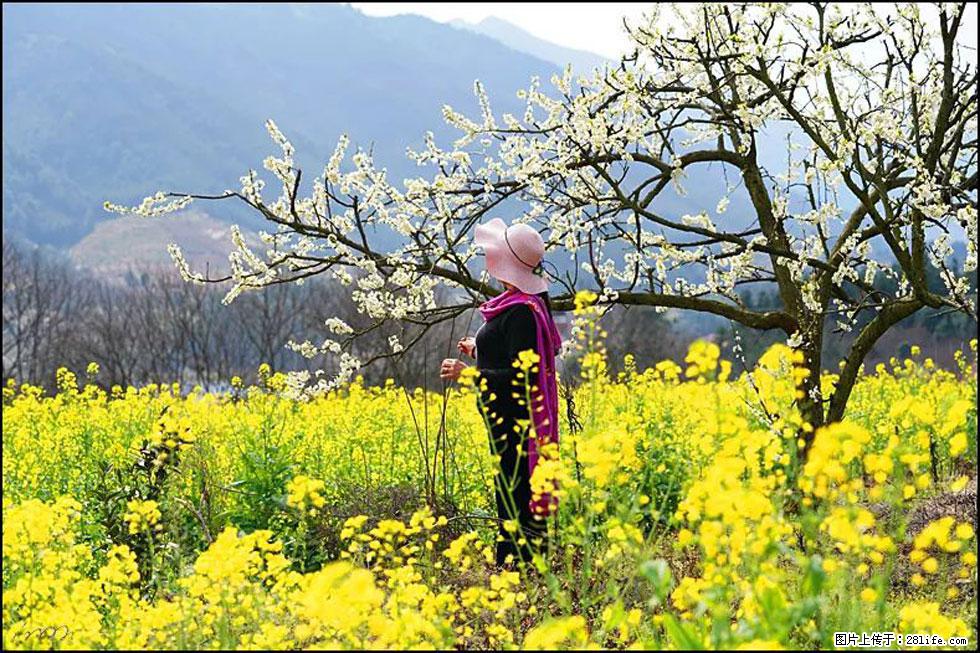 【春天，广西桂林灌阳县向您发出邀请！】长坪村油菜盛情花开 - 游山玩水 - 白银生活社区 - 白银28生活网 by.28life.net