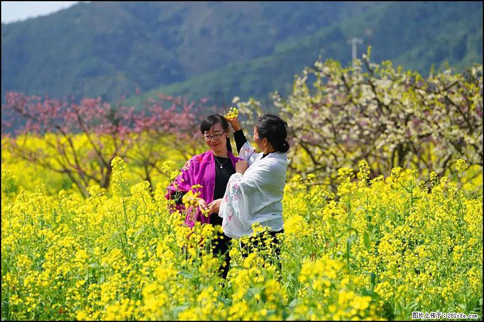 【春天，广西桂林灌阳县向您发出邀请！】长坪村油菜盛情花开 - 游山玩水 - 白银生活社区 - 白银28生活网 by.28life.net