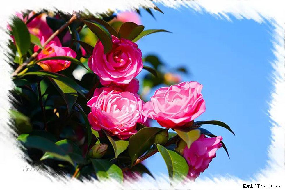 【春天，广西桂林灌阳县向您发出邀请！】杨柳井茶花惹人爱 - 游山玩水 - 白银生活社区 - 白银28生活网 by.28life.net
