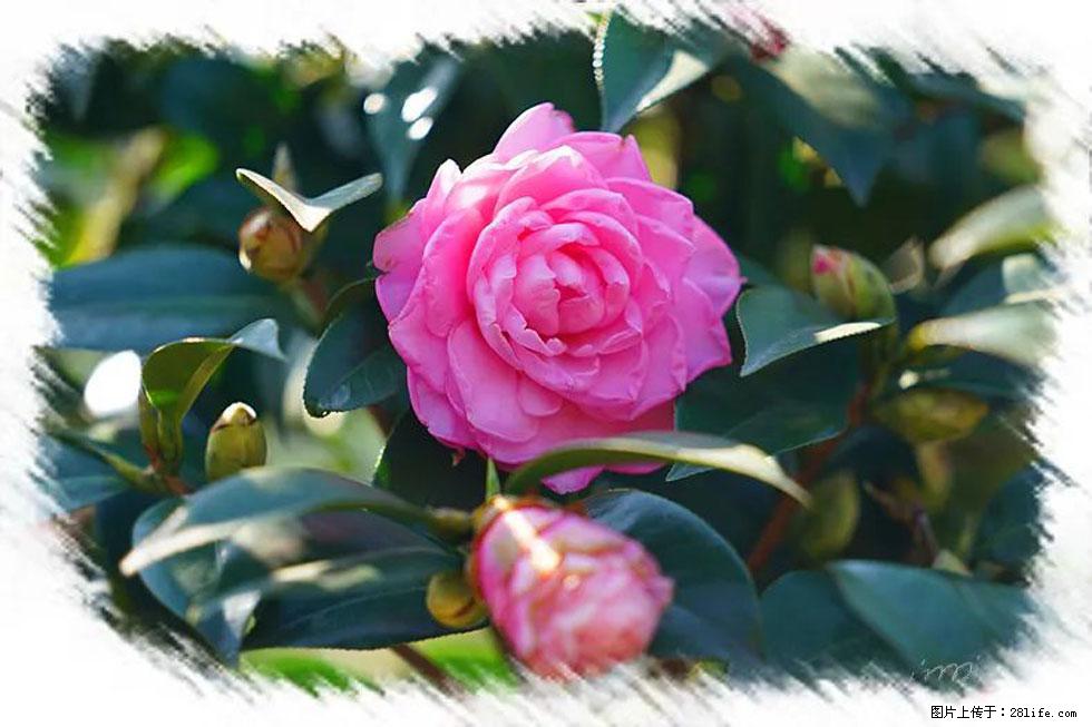 【春天，广西桂林灌阳县向您发出邀请！】杨柳井茶花惹人爱 - 游山玩水 - 白银生活社区 - 白银28生活网 by.28life.net