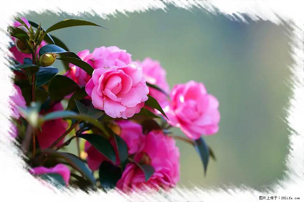 【春天，广西桂林灌阳县向您发出邀请！】杨柳井茶花惹人爱 - 游山玩水 - 白银生活社区 - 白银28生活网 by.28life.net