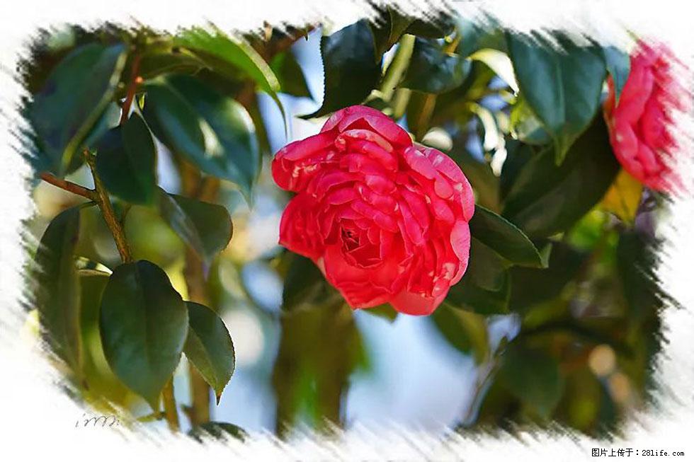 【春天，广西桂林灌阳县向您发出邀请！】杨柳井茶花惹人爱 - 游山玩水 - 白银生活社区 - 白银28生活网 by.28life.net