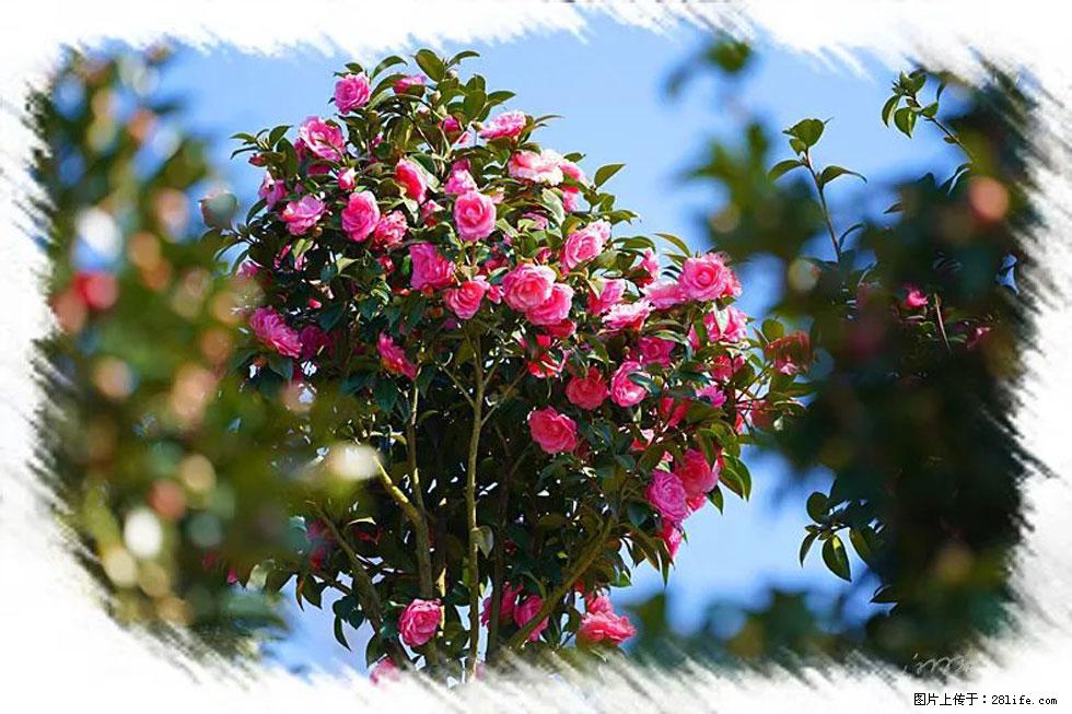【春天，广西桂林灌阳县向您发出邀请！】杨柳井茶花惹人爱 - 游山玩水 - 白银生活社区 - 白银28生活网 by.28life.net