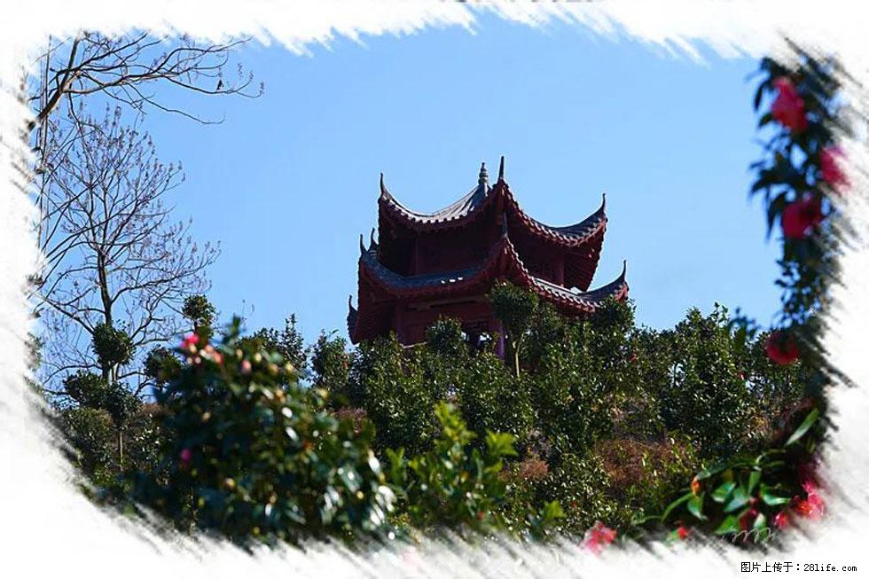 【春天，广西桂林灌阳县向您发出邀请！】杨柳井茶花惹人爱 - 游山玩水 - 白银生活社区 - 白银28生活网 by.28life.net