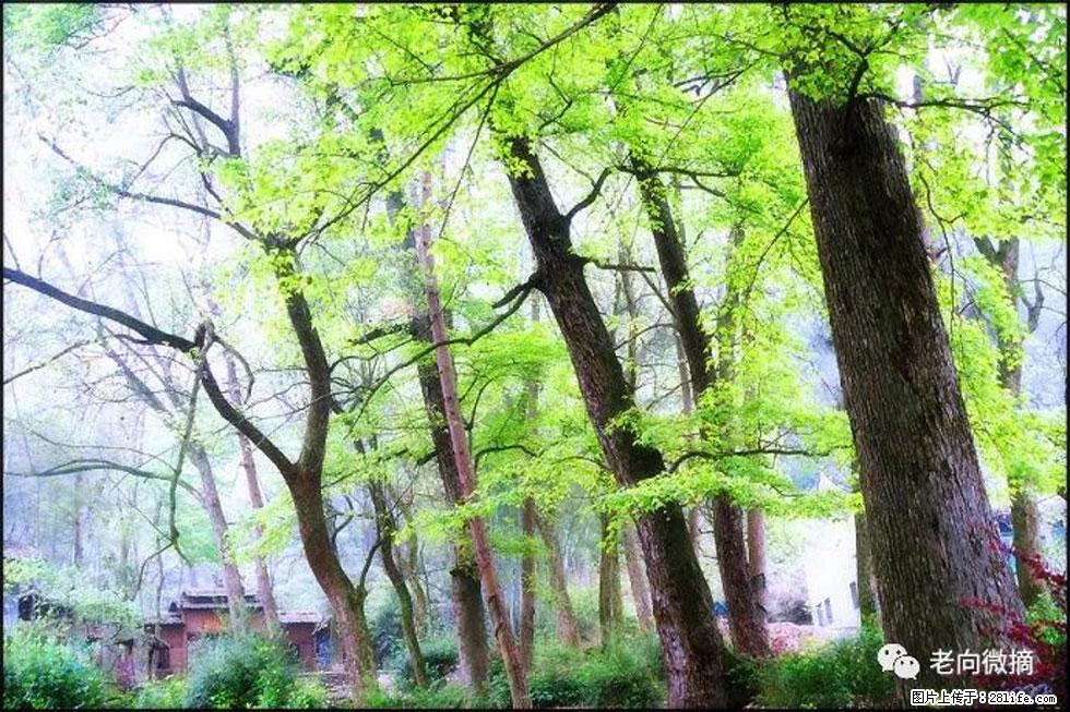 【春天，广西桂林灌阳县向您发出邀请！】在小龙村与春天约会 - 游山玩水 - 白银生活社区 - 白银28生活网 by.28life.net