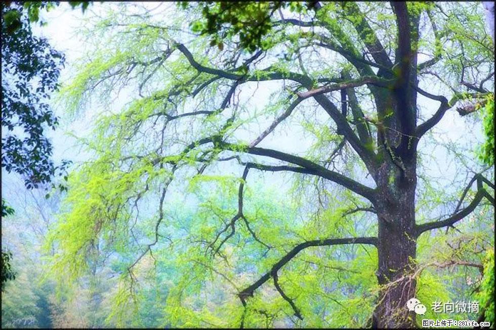 【春天，广西桂林灌阳县向您发出邀请！】在小龙村与春天约会 - 游山玩水 - 白银生活社区 - 白银28生活网 by.28life.net