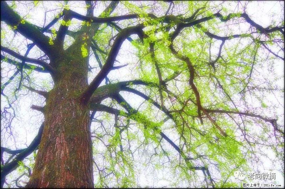 【春天，广西桂林灌阳县向您发出邀请！】在小龙村与春天约会 - 游山玩水 - 白银生活社区 - 白银28生活网 by.28life.net
