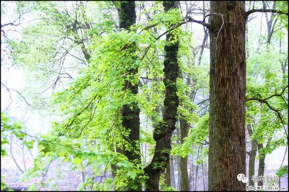 【春天，广西桂林灌阳县向您发出邀请！】在小龙村与春天约会 - 游山玩水 - 白银生活社区 - 白银28生活网 by.28life.net