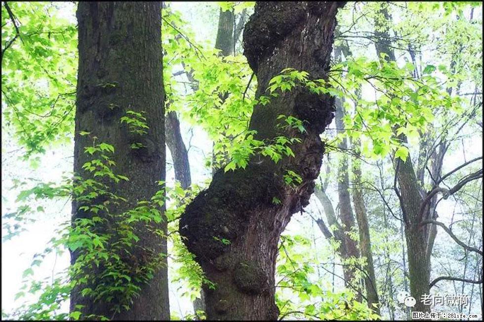 【春天，广西桂林灌阳县向您发出邀请！】在小龙村与春天约会 - 游山玩水 - 白银生活社区 - 白银28生活网 by.28life.net