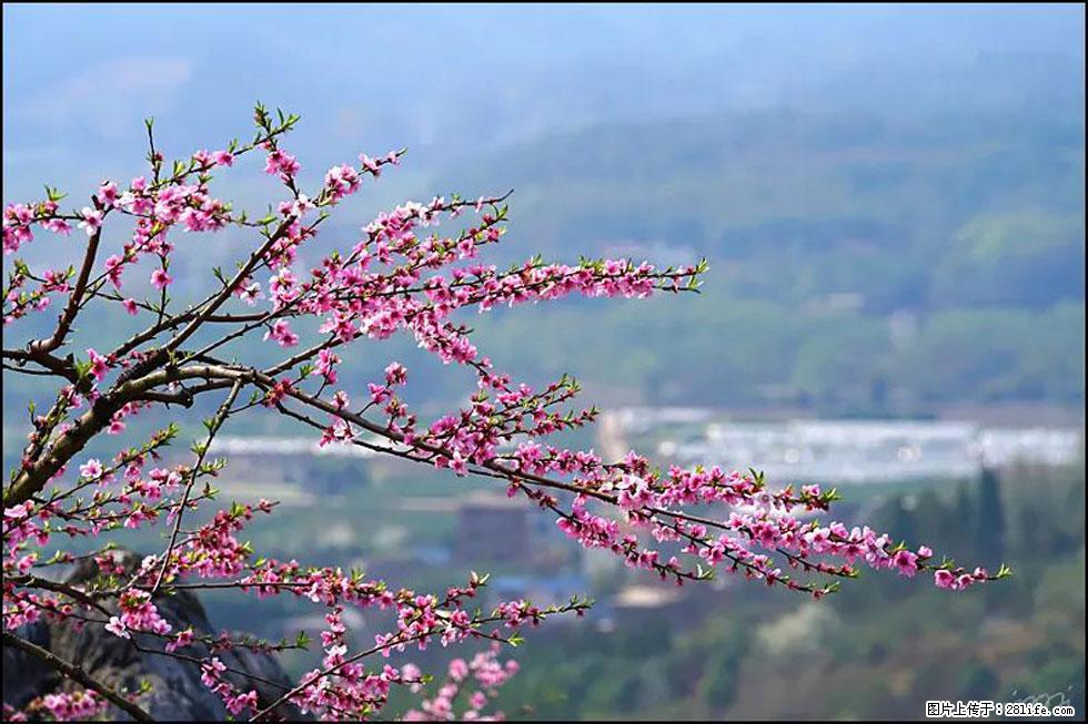 【春天，广西桂林灌阳县向您发出邀请！】望月岭上桃花开 - 游山玩水 - 白银生活社区 - 白银28生活网 by.28life.net