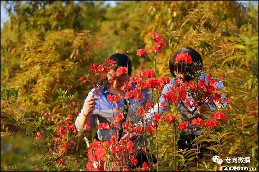 【春天，广西桂林灌阳县向您发出邀请！】登麒麟山，相约映山红 - 游山玩水 - 白银生活社区 - 白银28生活网 by.28life.net