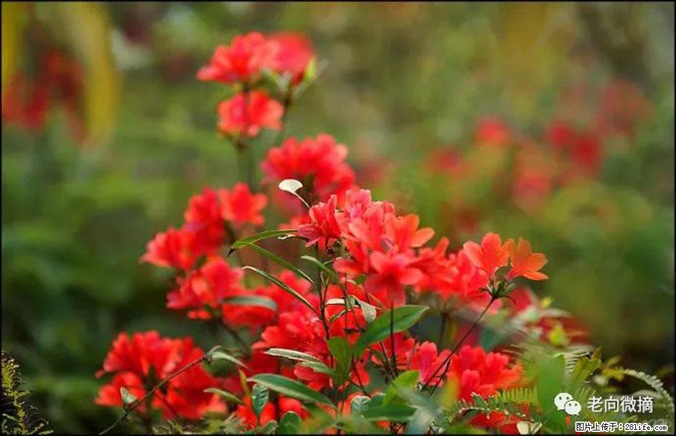 【春天，广西桂林灌阳县向您发出邀请！】登麒麟山，相约映山红 - 游山玩水 - 白银生活社区 - 白银28生活网 by.28life.net
