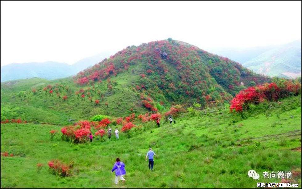 【春天，广西桂林灌阳县向您发出邀请！】宝盖山上映山红 - 游山玩水 - 白银生活社区 - 白银28生活网 by.28life.net