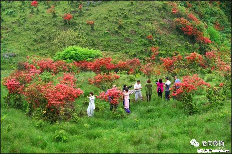 【春天，广西桂林灌阳县向您发出邀请！】宝盖山上映山红 - 游山玩水 - 白银生活社区 - 白银28生活网 by.28life.net