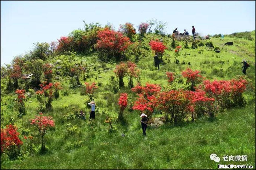 【春天，广西桂林灌阳县向您发出邀请！】宝盖山上映山红 - 游山玩水 - 白银生活社区 - 白银28生活网 by.28life.net