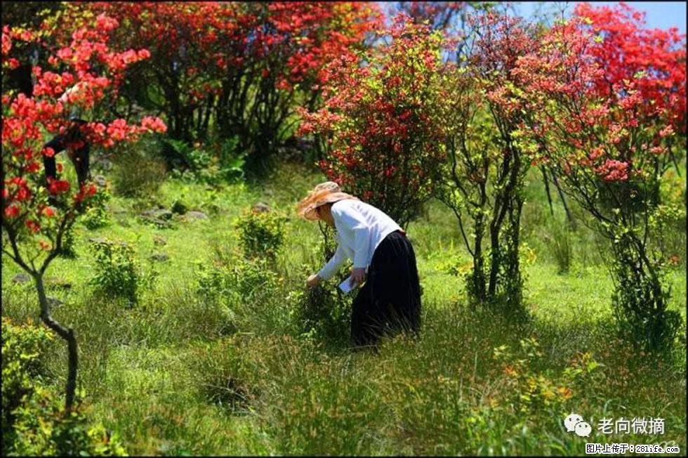 【春天，广西桂林灌阳县向您发出邀请！】宝盖山上映山红 - 游山玩水 - 白银生活社区 - 白银28生活网 by.28life.net