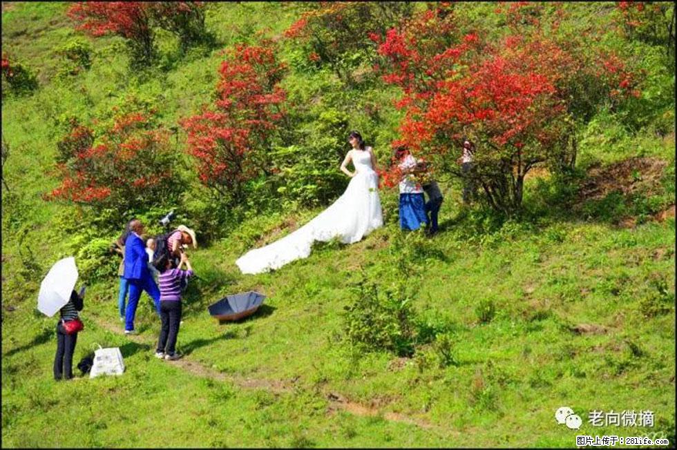 【春天，广西桂林灌阳县向您发出邀请！】宝盖山上映山红 - 游山玩水 - 白银生活社区 - 白银28生活网 by.28life.net