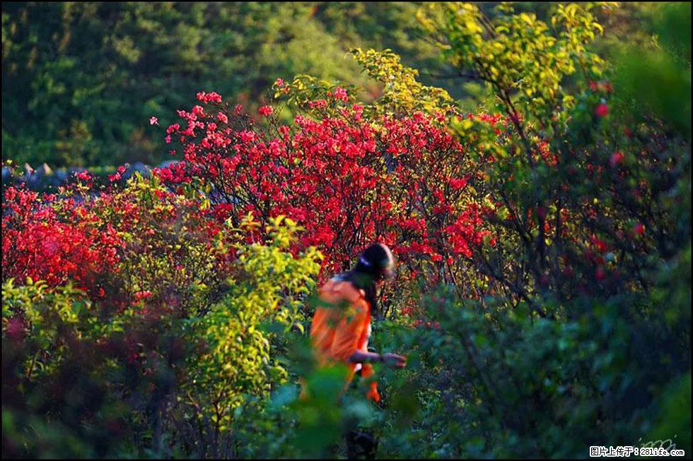 【春天，广西桂林灌阳县向您发出邀请！】春木界上映山红 - 游山玩水 - 白银生活社区 - 白银28生活网 by.28life.net