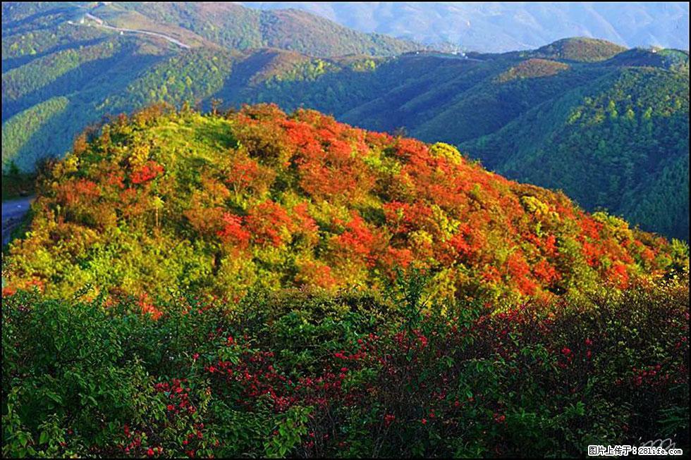 【春天，广西桂林灌阳县向您发出邀请！】春木界上映山红 - 游山玩水 - 白银生活社区 - 白银28生活网 by.28life.net