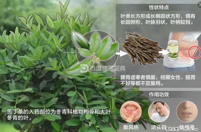苦丁茶有哪些功效和作用 - 生活百科 - 白银生活社区 - 白银28生活网 by.28life.net