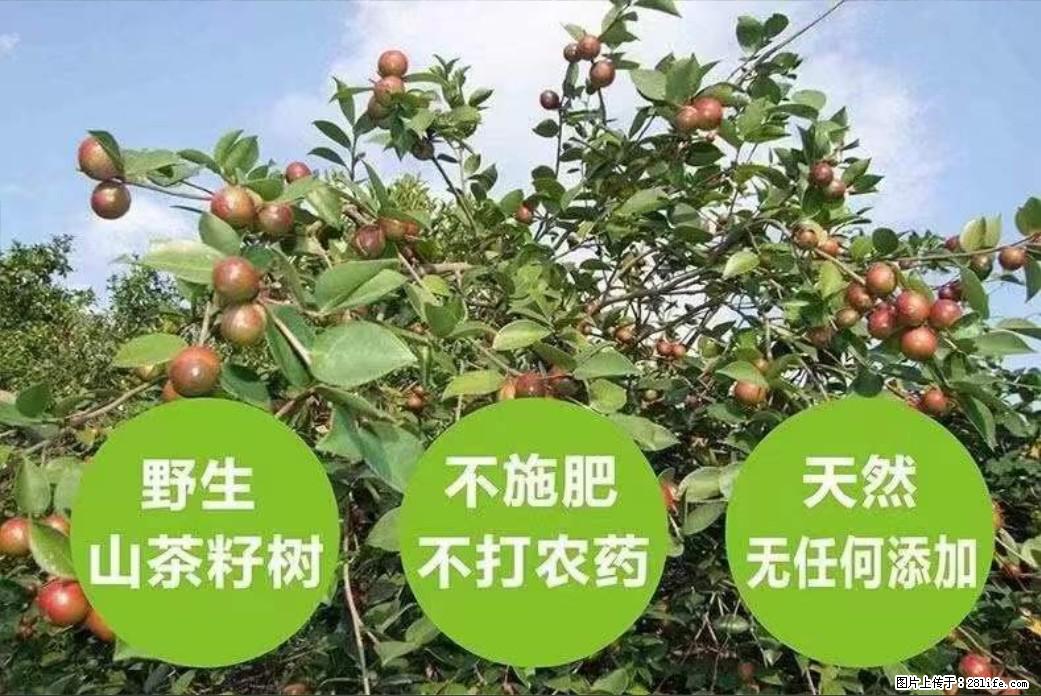 【灌阳县油茶产业示范区】一个有着充实的精神生活的人，对待身外之物自会有一种淡泊的态度 - 美食天地 - 白银生活社区 - 白银28生活网 by.28life.net