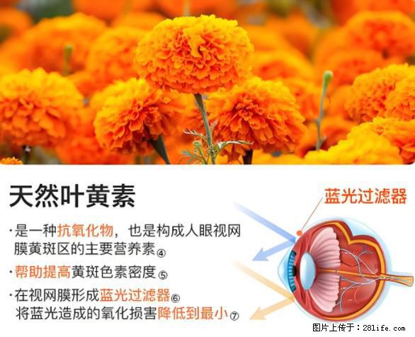 叶黄素有什么功效和作用 - 生活百科 - 白银生活社区 - 白银28生活网 by.28life.net