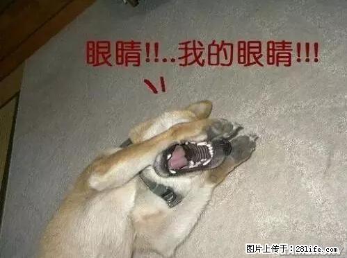 笑癫了！一女的怀孕三年未生，他终于忍不住了... - 娱乐八卦 - 白银生活社区 - 白银28生活网 by.28life.net