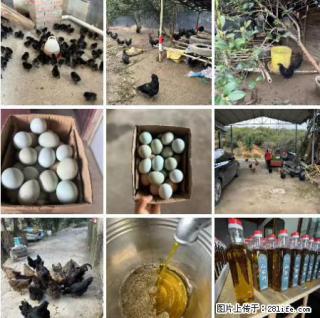 油茶园从小鸡仔开始养起的纯土鸡、土鸡蛋可以预定啦！还有前几天刚榨的纯山茶油哦 - 白银28生活网 by.28life.net
