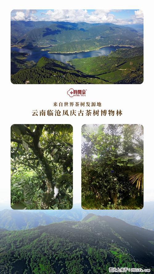 时间果百年古树2025年春红茶 - 购物交流 - 白银生活社区 - 白银28生活网 by.28life.net