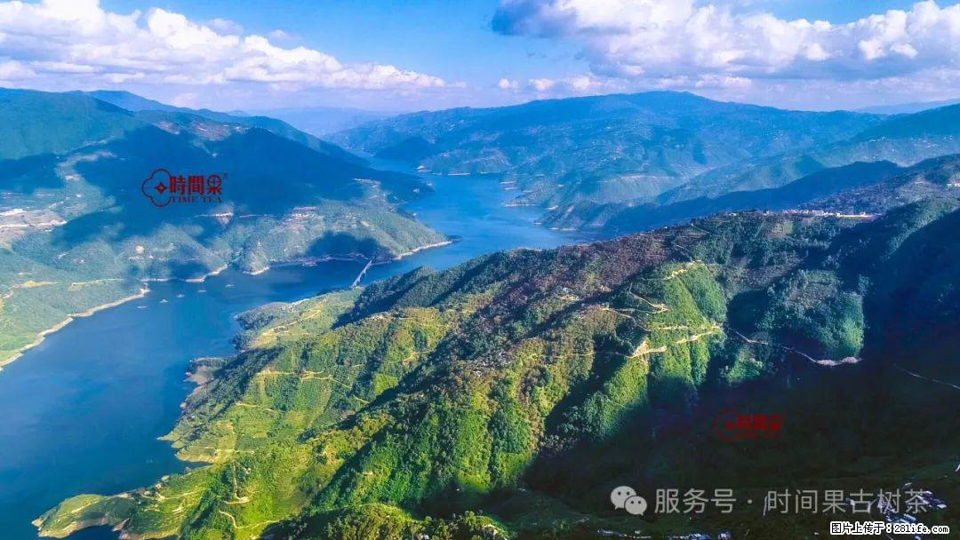 时间果百年古树龙珠普洱生茶 - 购物交流 - 白银生活社区 - 白银28生活网 by.28life.net