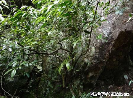 平乐石崖茶，珍贵仅次于金花茶 - 白银生活资讯 - 白银28生活网 by.28life.net