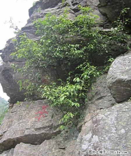 平乐石崖茶，珍贵仅次于金花茶 - 白银生活资讯 - 白银28生活网 by.28life.net
