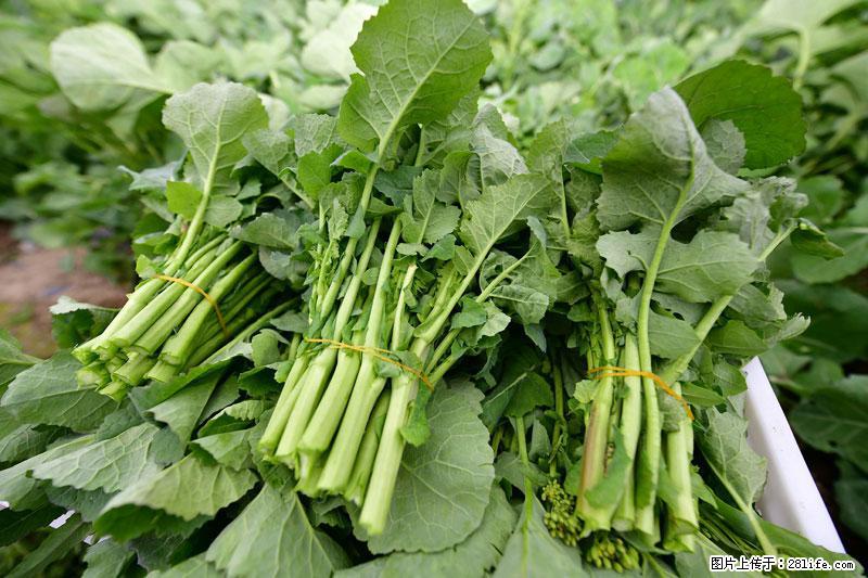 这些蔬菜是“天然钙片”，这6种被医生重点推荐 - 白银生活资讯 - 白银28生活网 by.28life.net